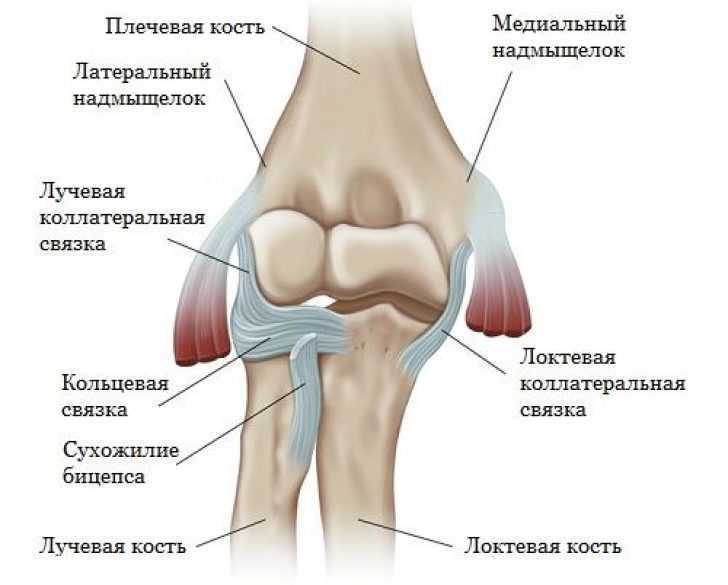 Строение локтевого сустава руки человека с рисунками