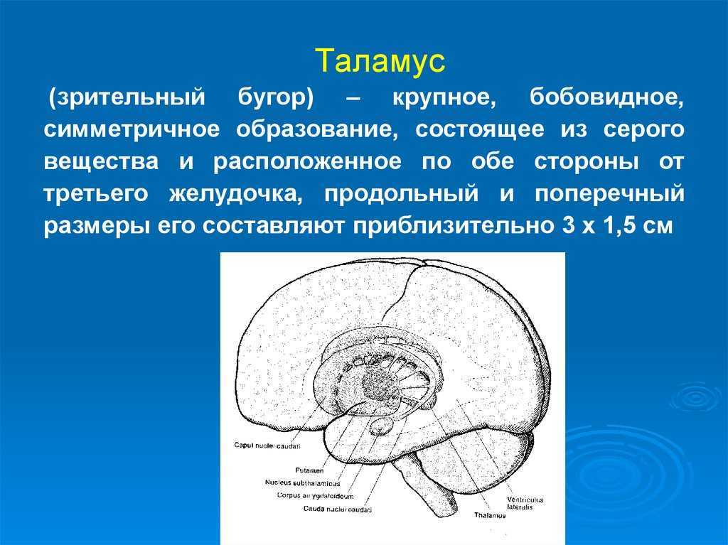 Функции таламуса промежуточного мозга. Зрительные Бугры анатомия ядер. Таламус анатомия. Функция таламуса в головном мозге. Промежуточный мозг таламус строение.