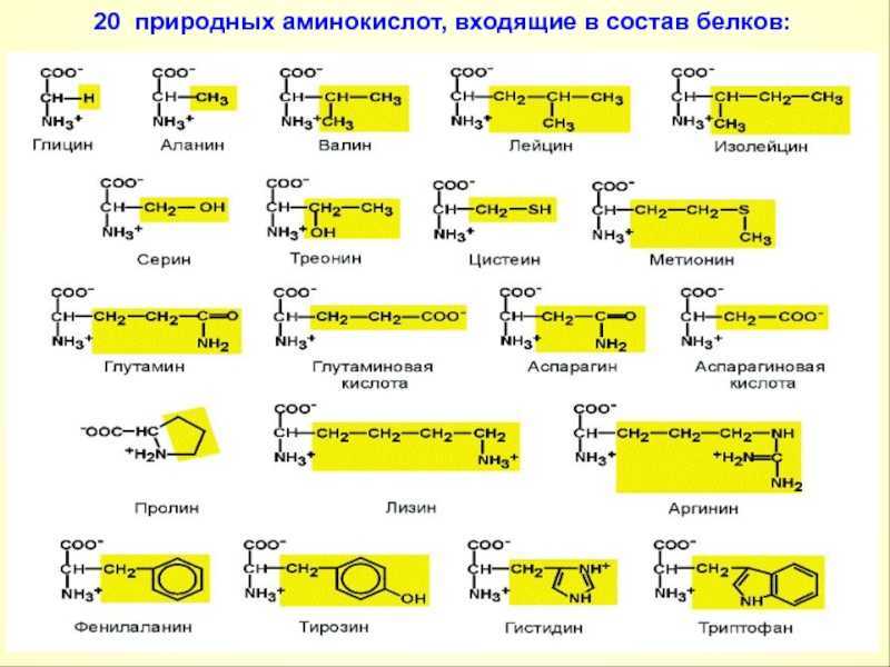 Состав основных аминокислот входят. 20 Белковых аминокислот формулы. 20 Альфа аминокислот формулы. 20 Аминокислот таблица аминокислоты. Формулы 20 аминокислот таблица.