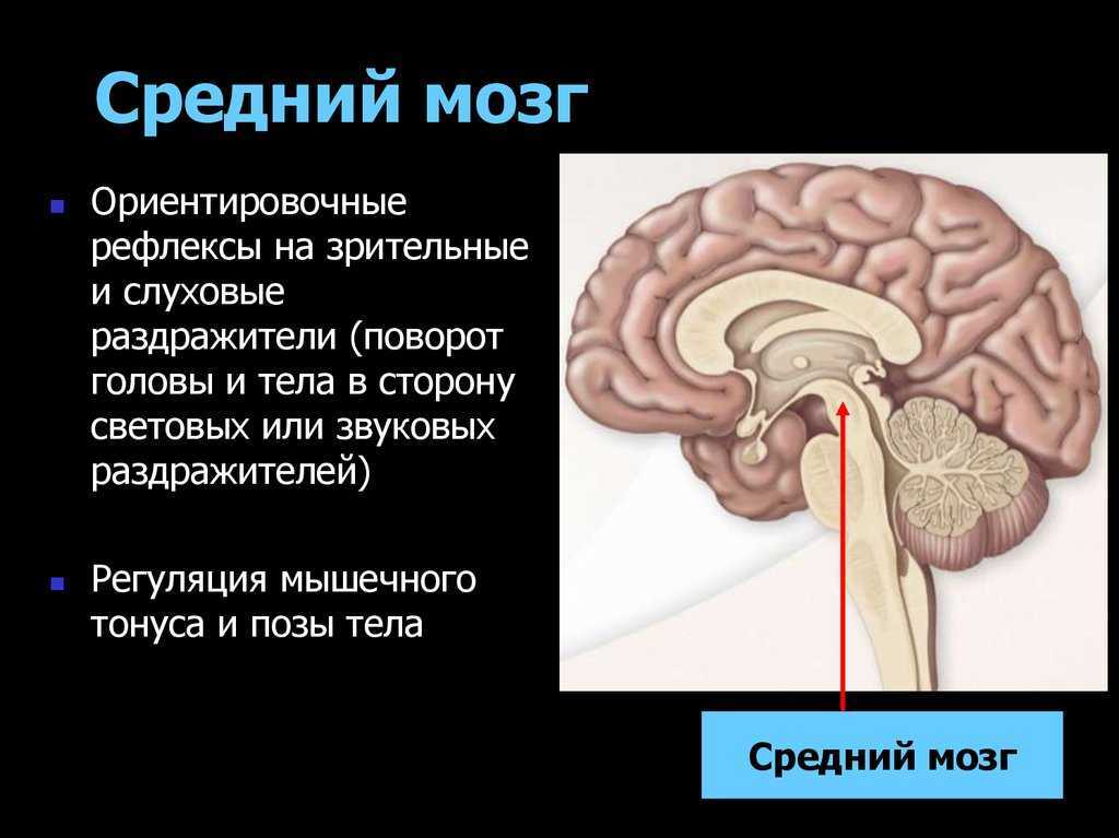 Структуры среднего мозга и их функции
