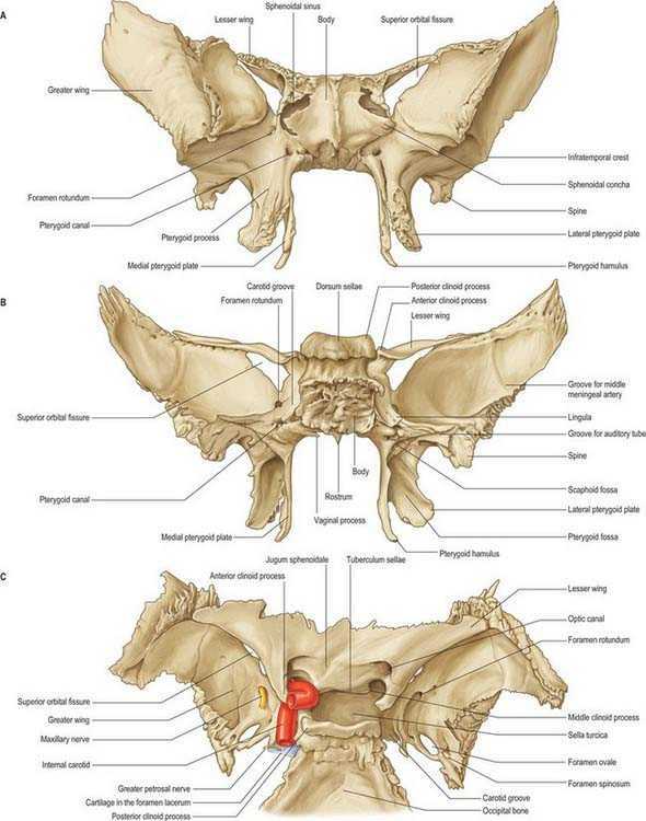Клиновидная кость черепа рисунок