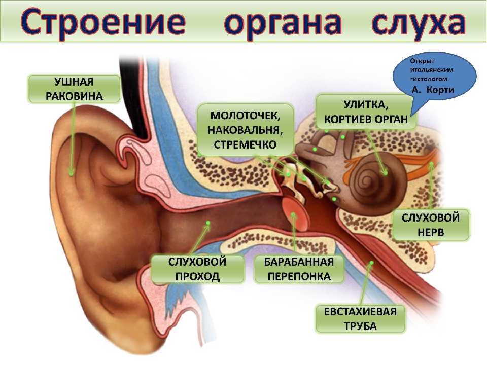 Анатомия: строение и функции слухового анализатора - netotita.ru