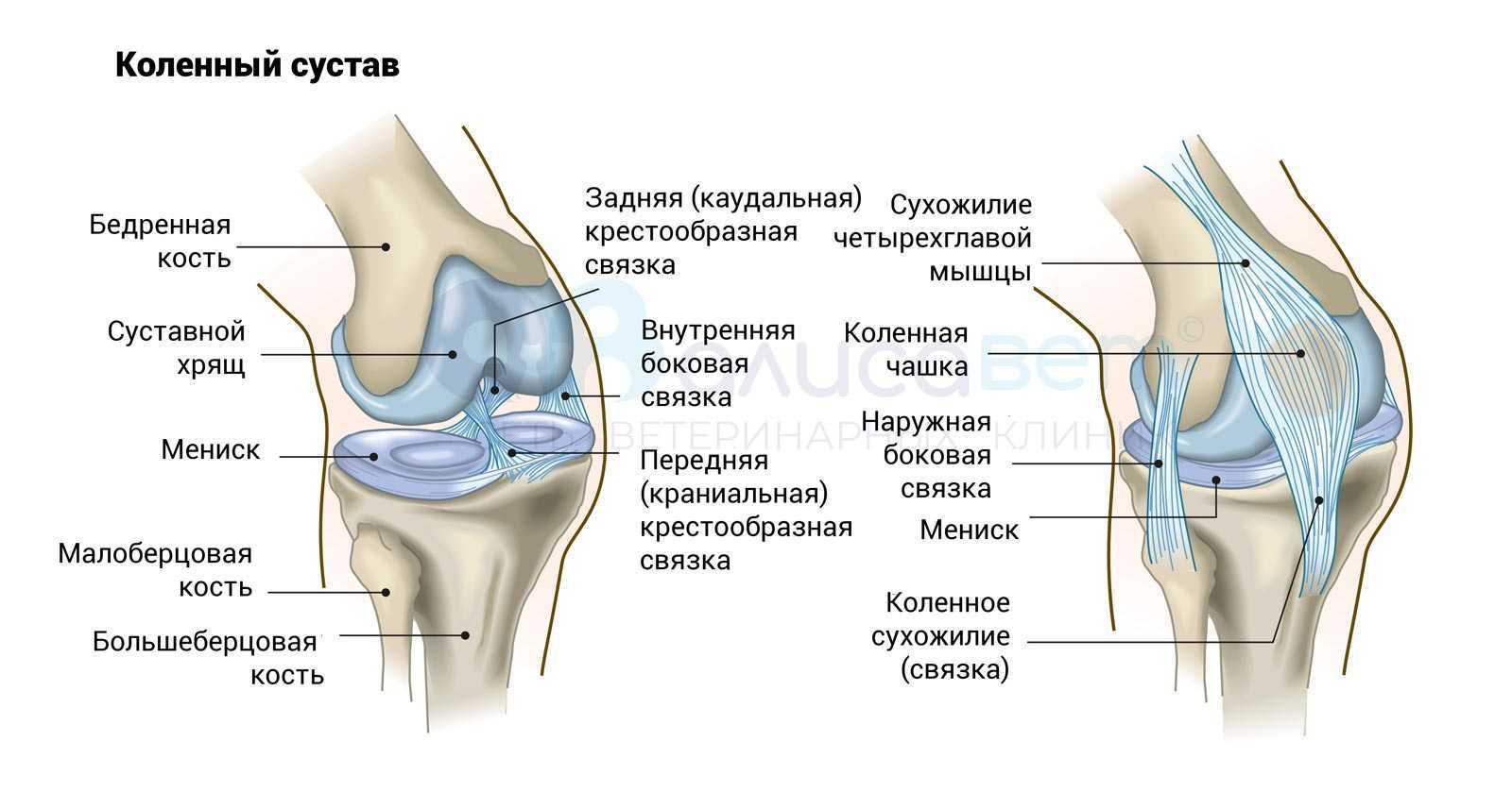 Строение коленного сустава и связок человека фото