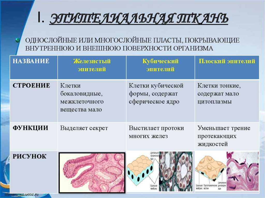 Шейка матки: функции, строение, слабые места