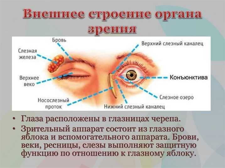 Эпикантус: что это такое, фото, особенности у русских (европейцев), подход к лечению