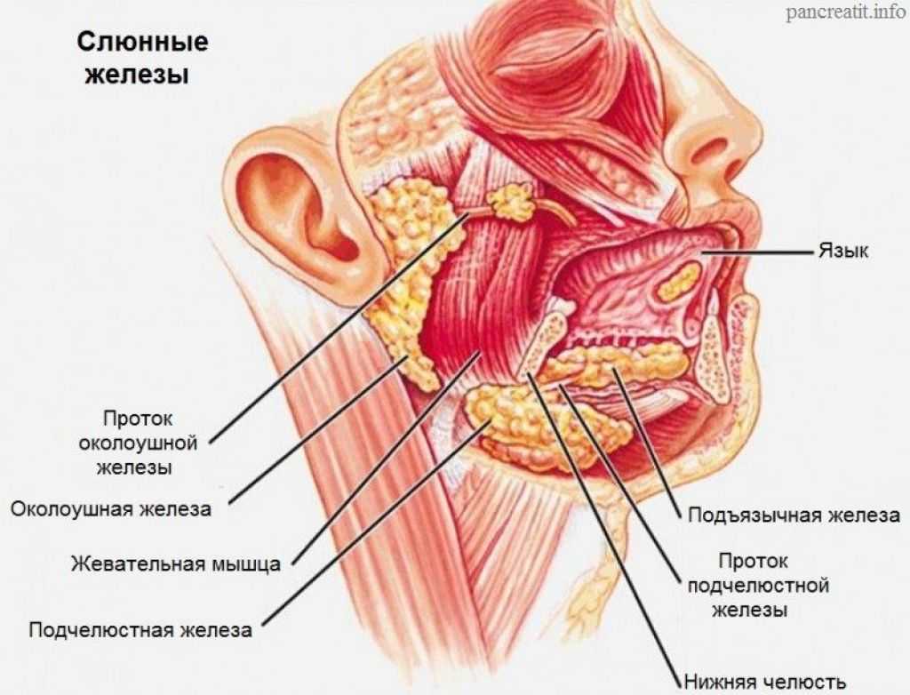 Где находятся слюнные железы у человека схема