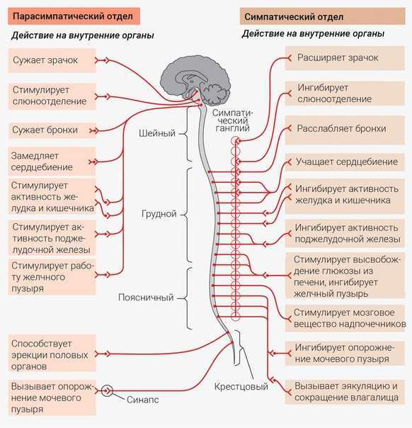 Что такое вегетативная нервная система?