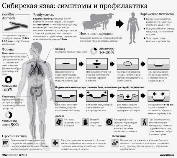 Что известно о выявленной в россии сибирской язве, и есть ли риск эпидемии — тсн 24
