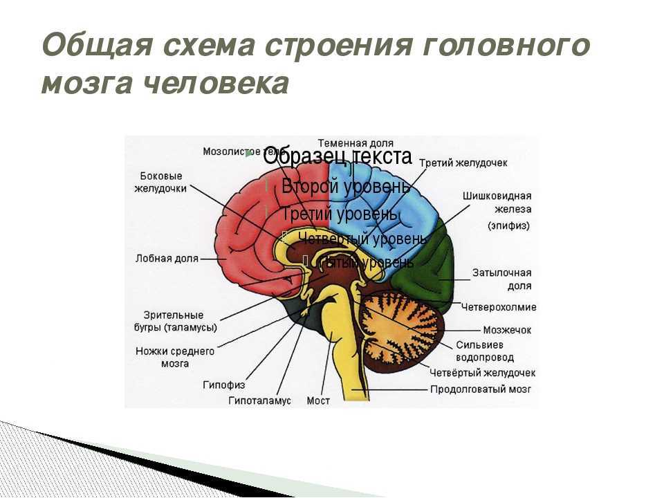 Строение головного мозга: важнейшие отделы и их функции