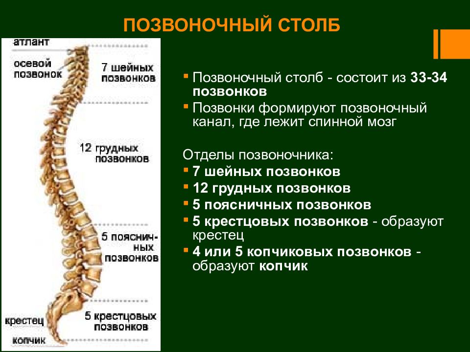 Позвонки грудного отдела подвижны. Строение позвонка отделы позвоночника. Позвоночный столб строение и функции. Позвоночный столб анатомия отделы и изгибы. Анатомия позвоночного столба строение позвонков.