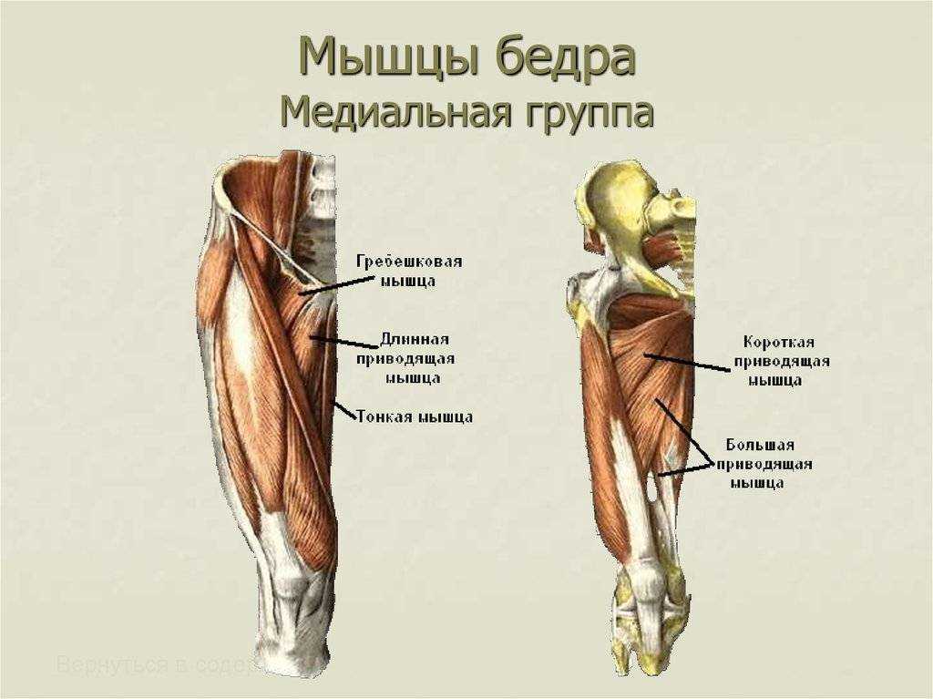 Приводящая мышца бедра фото