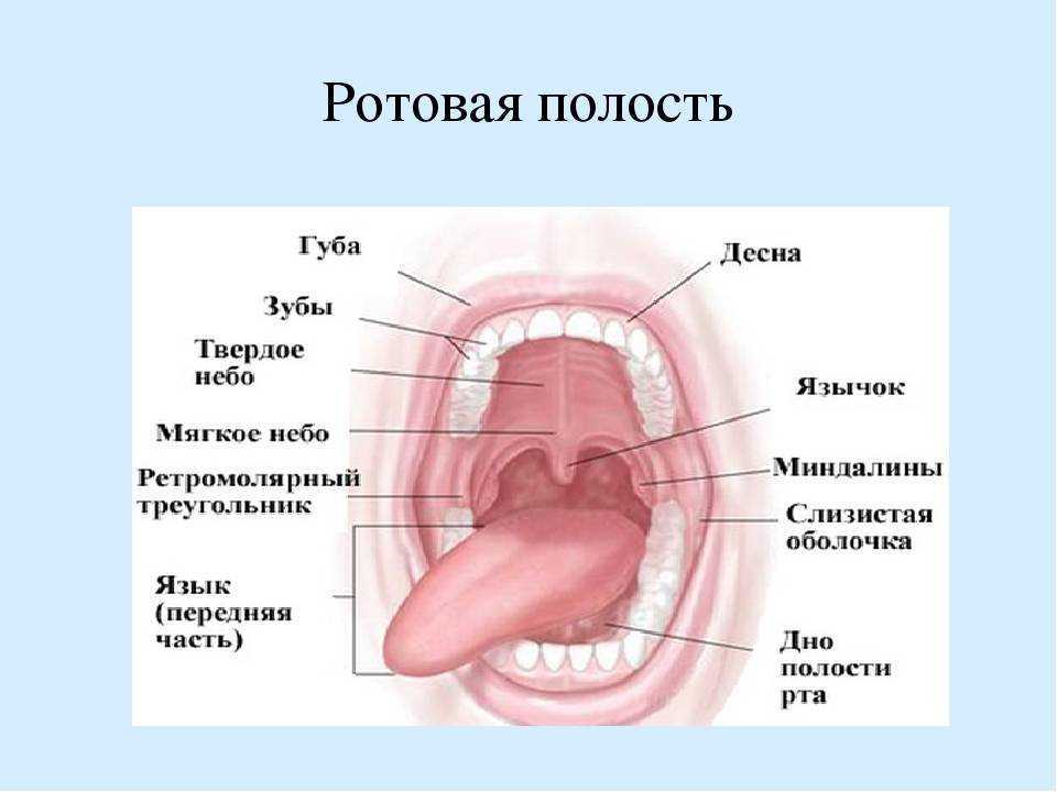 Глоссит: классификация, причины, симптомы, лечение и профилактика