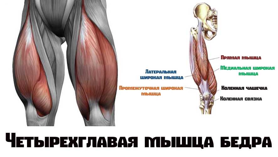 Четырехглавая мышца бедра где находится фото