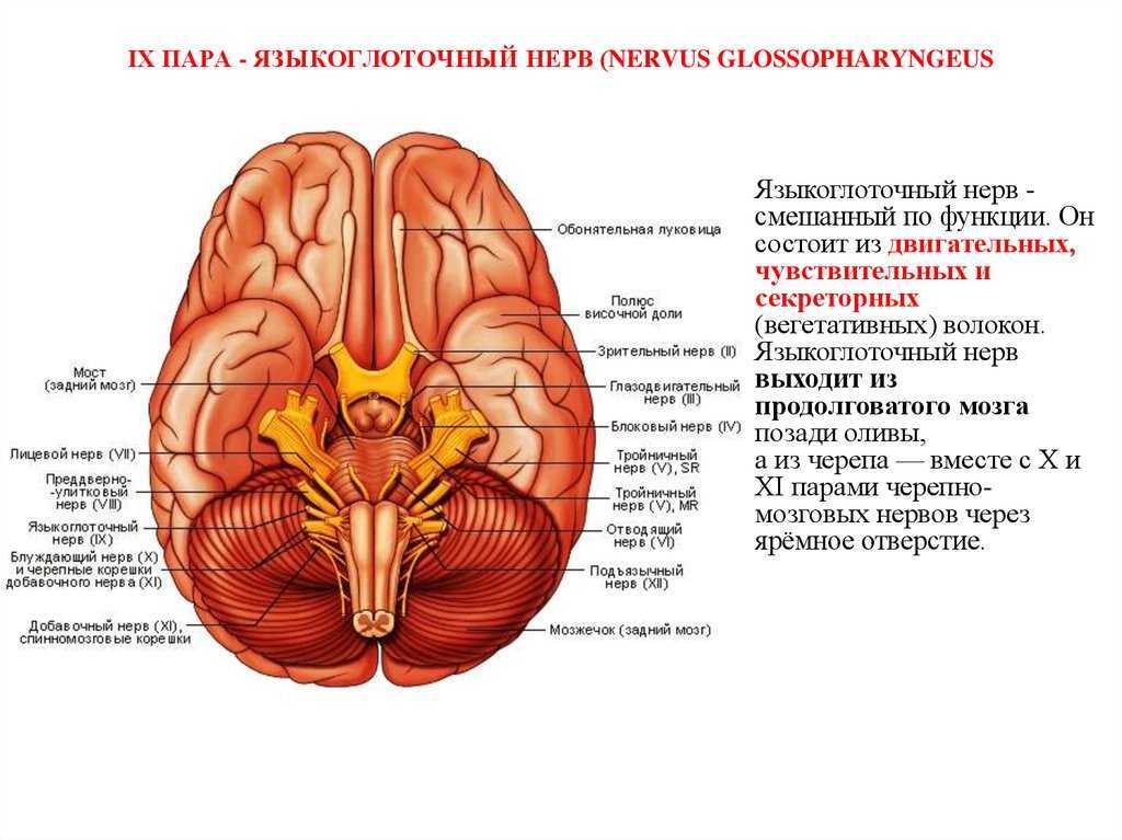 Презентация языкоглоточный нерв