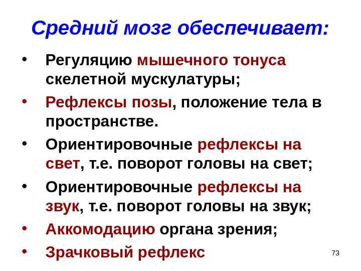 Средний мозг - расположение и анатомическое строение, выполняемые функции и особенности