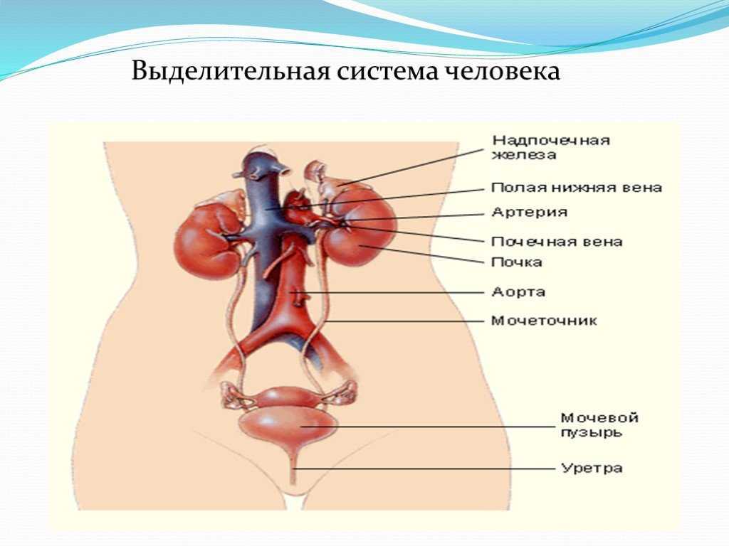 Мочеточник парный