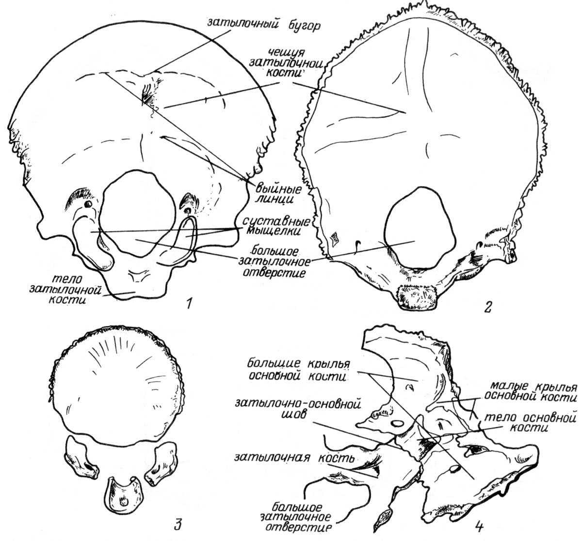 Анатомия затылочной кости черепа