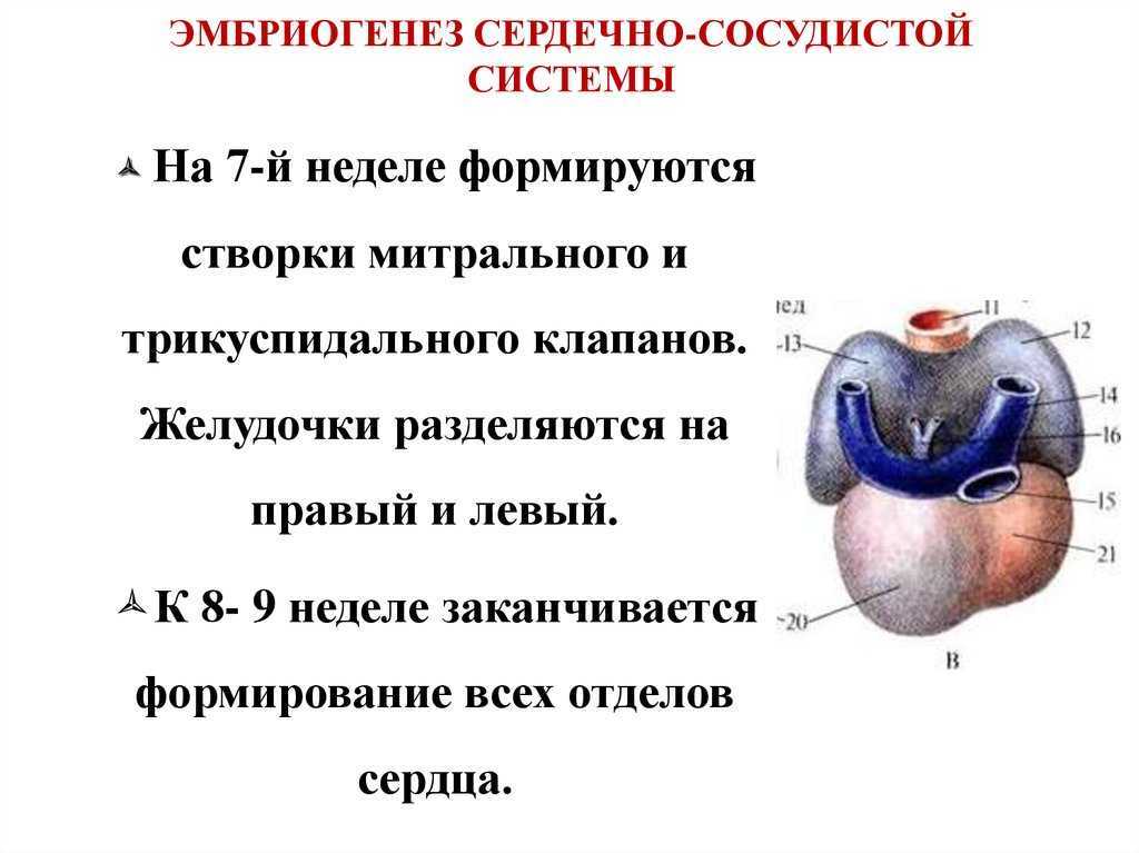 Развитие сердца презентация