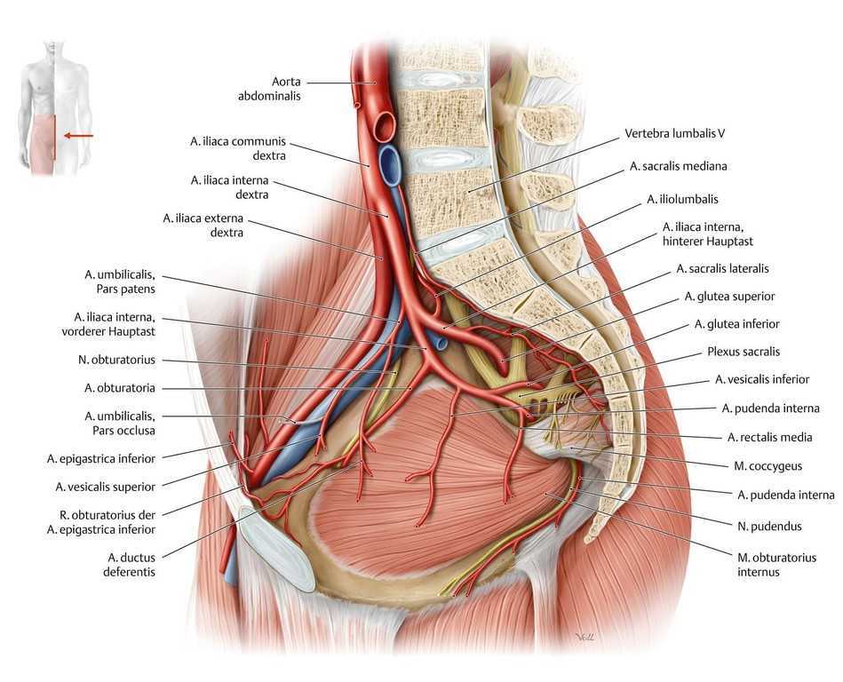 Артерия iliaca externa. Arteria iliaca communis анатомия. Vasa iliaca externa анатомия. Внутренняя подвздошная артерия анатомия. Артерии яичка