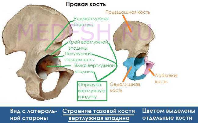 Подвздошная кость на латыни. Таз вертлужная впадина. Вертлужная впадина анатомия человека. Вертлужная впадина образована костями. Вертлужная кость анатомия.