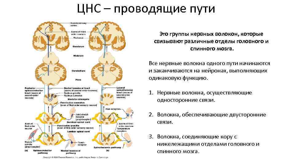 Группы проводящих путей. Проводящие пути анатомия классификация. Классификация проводящих путей головного мозга схема. Проводящие пути нервной системы таблица.