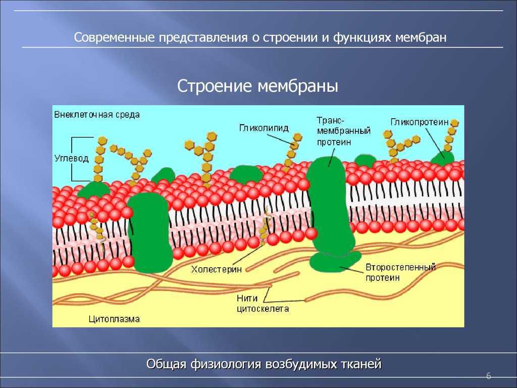 Функции мембраны физиология