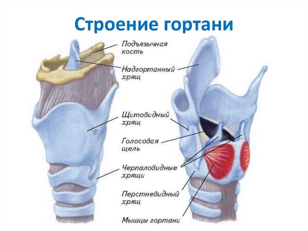Гортань larynx выполняет дыхательную и голосообразовательную функции, защищает нижние дыхательные пути от попадания в них чужеродных частиц
