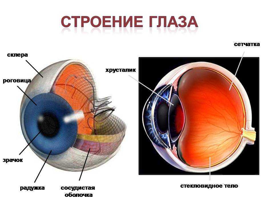 Следующие структуры глаза. Строение глаза склера роговица. Строение глаза человека схема. Оболочки глазного яблока схема. Строение и функции хрусталика сетчатка глаза.