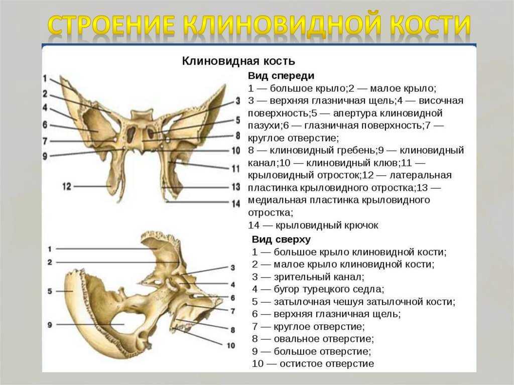 Клиновидная кость черепа рисунок