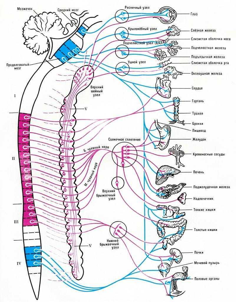 Вегетативные части тела. Схема симпатической и парасимпатической нервной системы. Парасимпатическая нервная система схема. Нервная система человека схема симпатическая и парасимпатическая. Схема строения симпатической нервной системы.