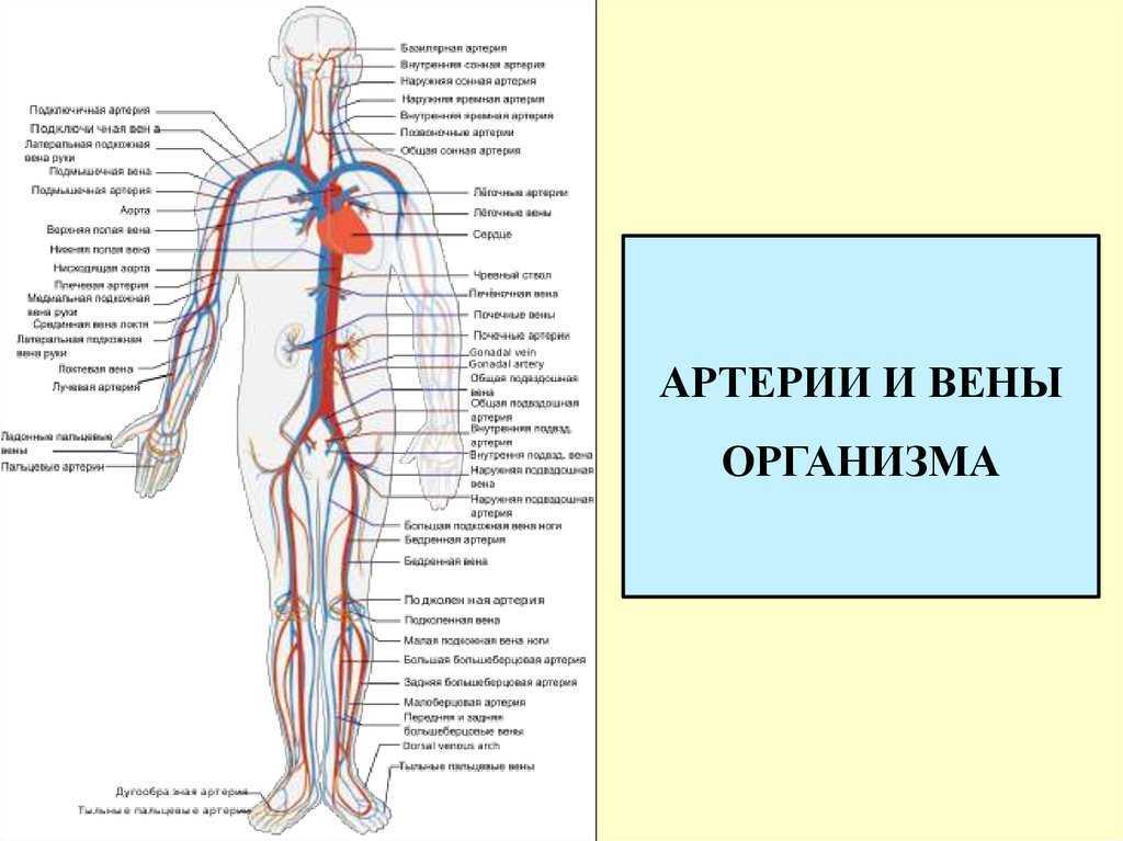 Плечевая артерия: анатомия, повреждения и патологии