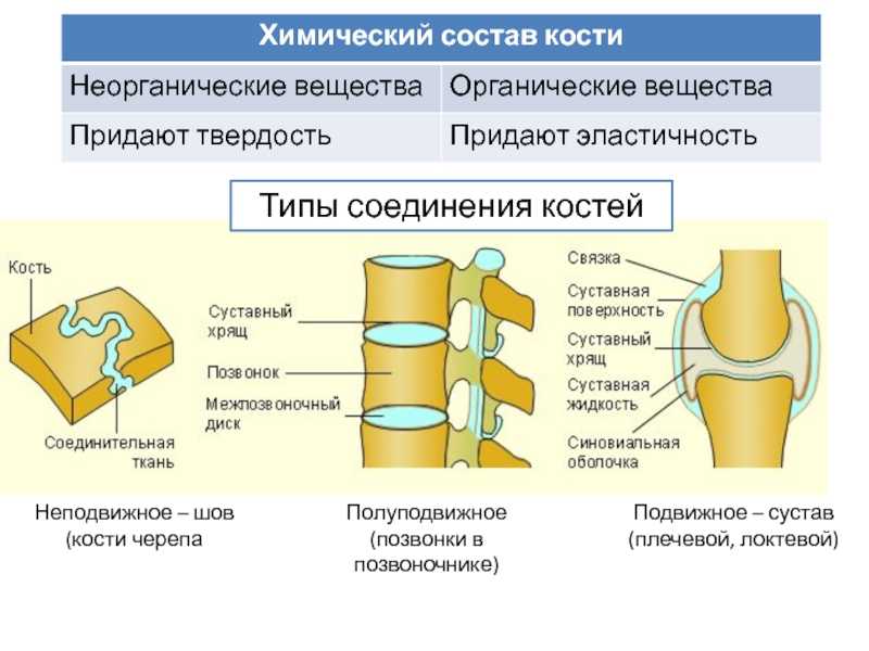 Какой тип соединения костей изображен на рисунке какие анатомические структуры этого типа соединения