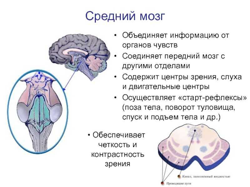 Центры рефлексов переднего мозга. Отделы среднего мозга и их функции. Средний мозг топография строение функции. Рефлексы среднего мозга таблица. Центры рефлексов среднего мозга.