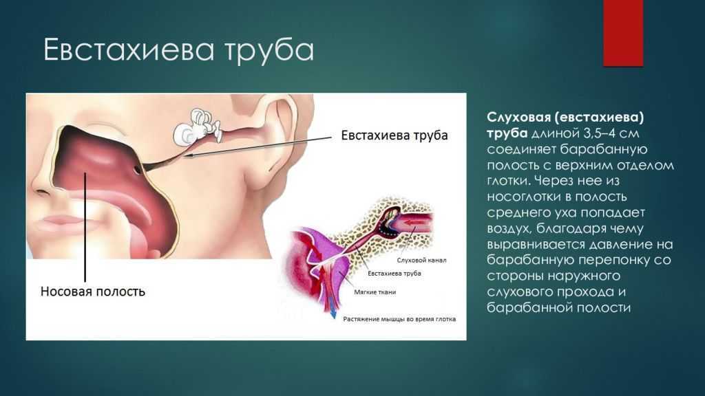 Слуховая трубка анатомия. Строение носоглотки евстахиева труба. Евстахиева (слуховая) труба анатомия. Слуховая (евстахиева) труба соединяет барабанную полость с. Слуховые трубочки