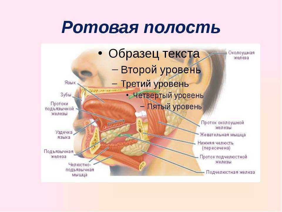 Полость рта презентация