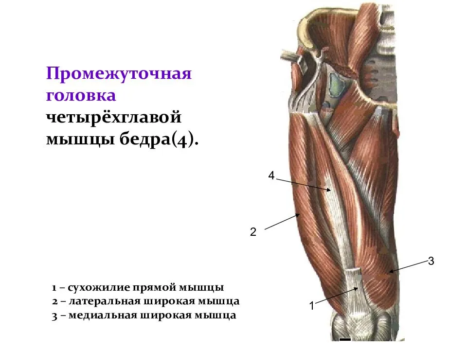 Сухожилие прямой мышцы бедра анатомия