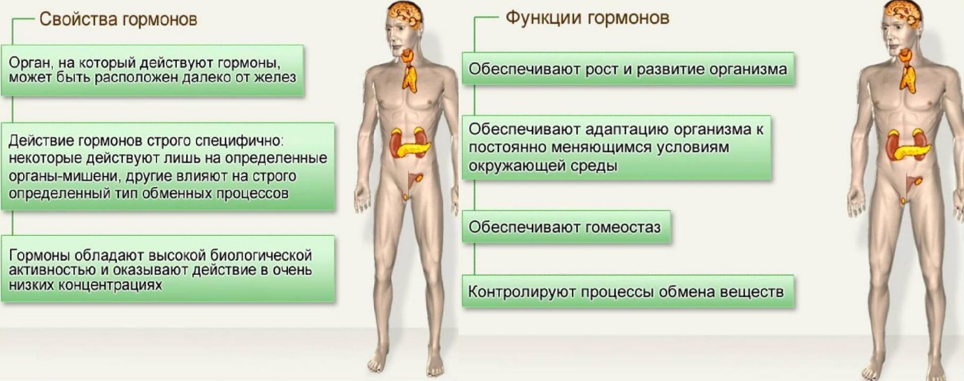 Урок 17: строение и функции органов - 100urokov.ru