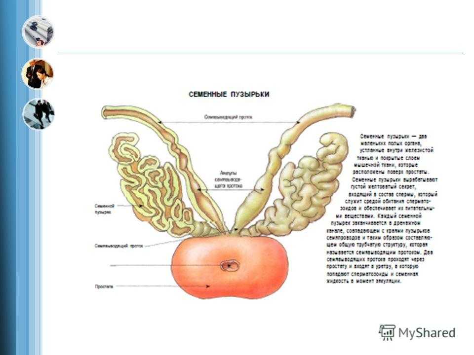Семенной пузырек семенная железа. Проток семенного пузырька анатомия. Предстательная железа и семенные пузырьки анатомия. Выводной проток семенного пузырька. Кровоснабжение семенных пузырьков анатомия.