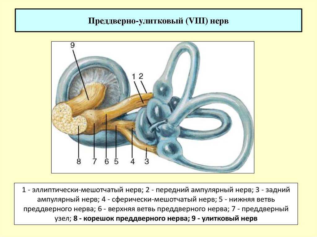 Слуховой нерв какой отдел. VIII пара - преддверно-улитковый нерв. Преддверно-улитковый (VIII) нерв анатомия. Улитковые корешки преддверно улиткового нерва. Преддверно-улитковый нерв схема.