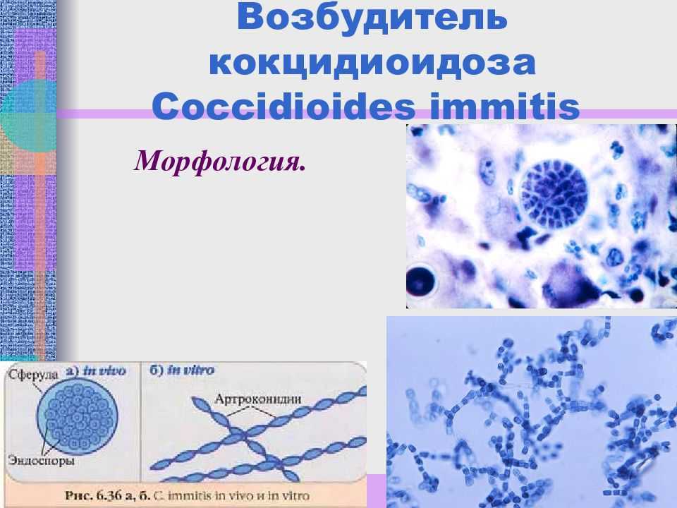 Кокцидиоз кроликов: источники заражения, симптоматика и лечение