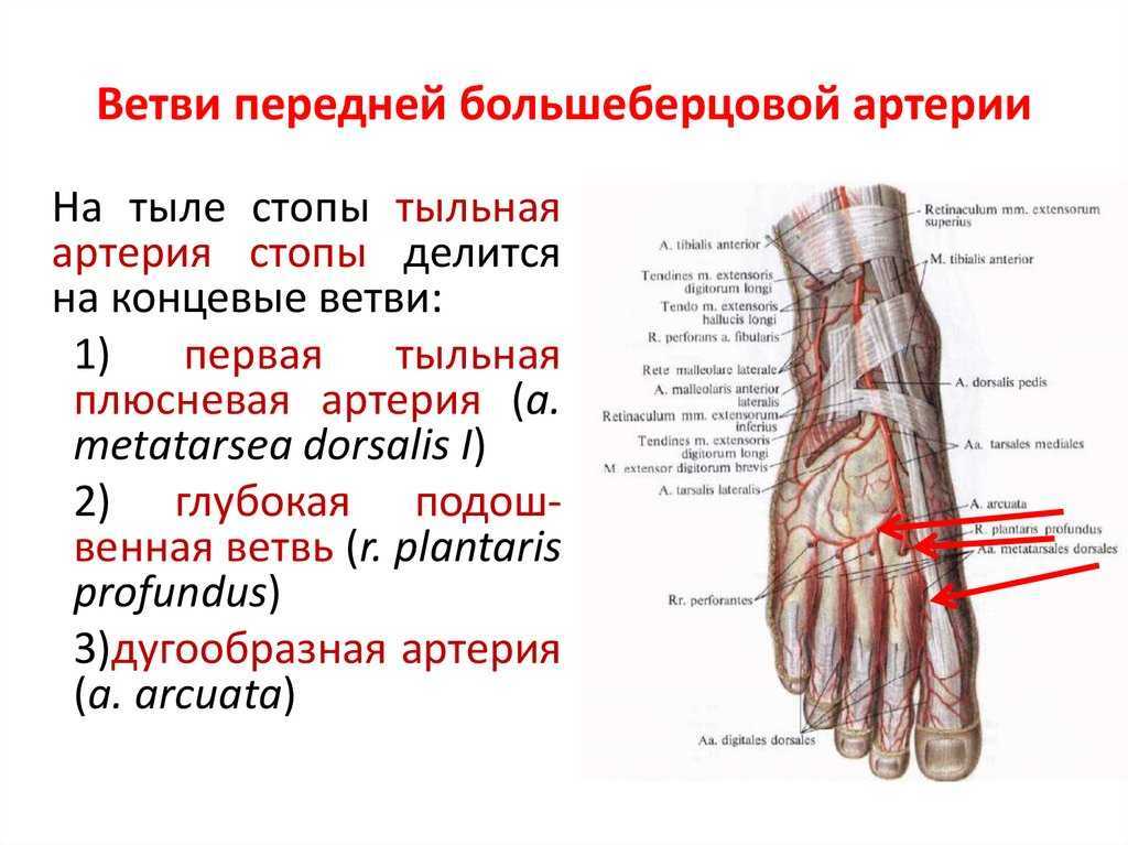 Задняя большеберцовая артерия схема. Основные артерии стопы