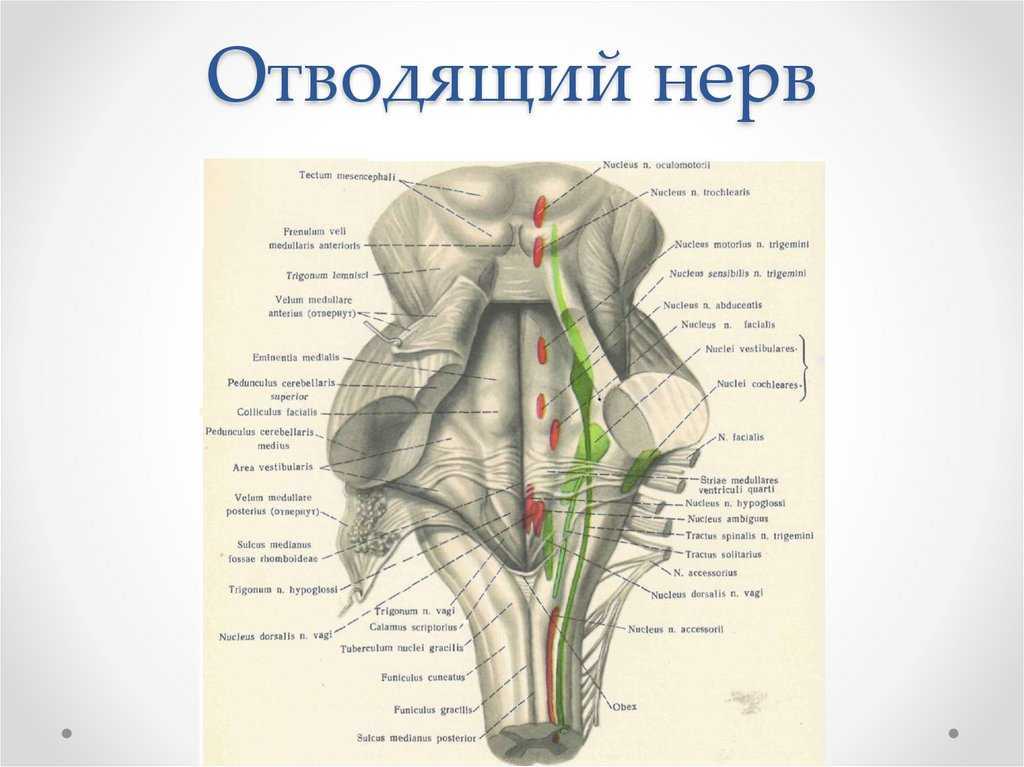 Хвдп