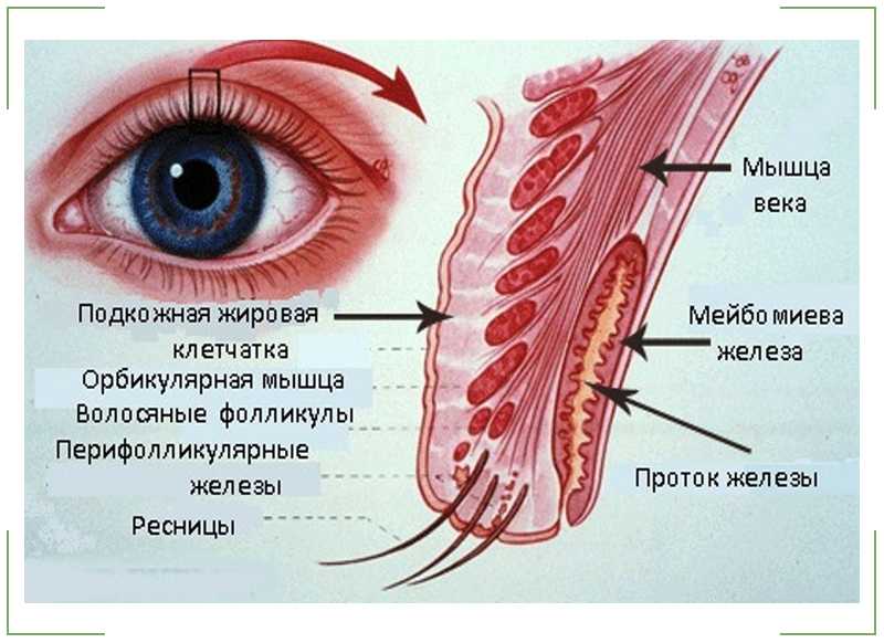 Орбита и глаз: анатомические иллюстрации  - e-anatomy