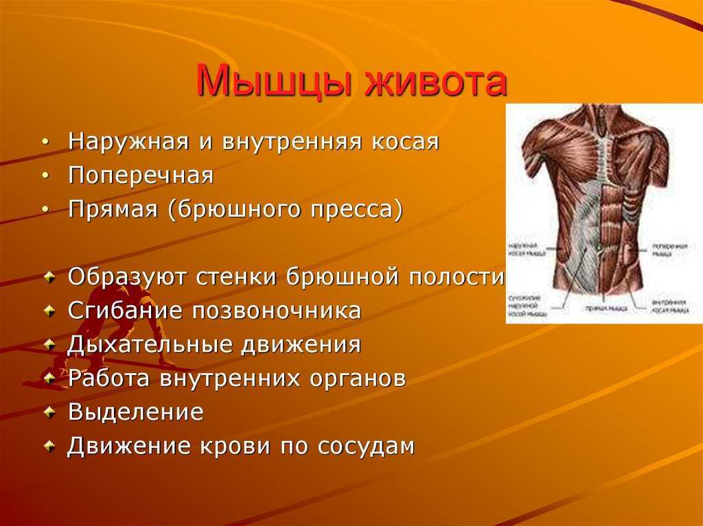 Главная функция мышцы. Мышцы живота поверхностный слой вид спереди. Мышцы сбоку живота. Функции прямой мышцы живота анатомия. Мышцы живота функции кратко.