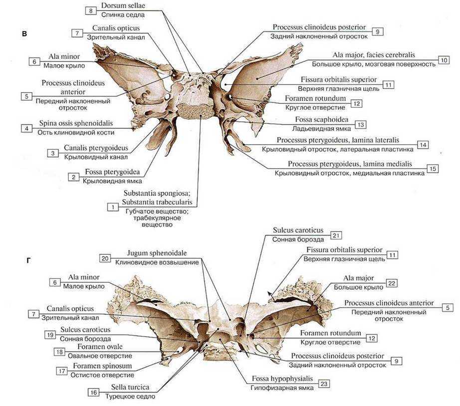 Затылочная верхнечелюстная грудина лобная ключица тазовая. Клиновидный отросток клиновидной кости. Строение клиновидной кости анатомия. Клиновидная кость строение анатомия атлас. Крыловидный отросток клиновидной кости.