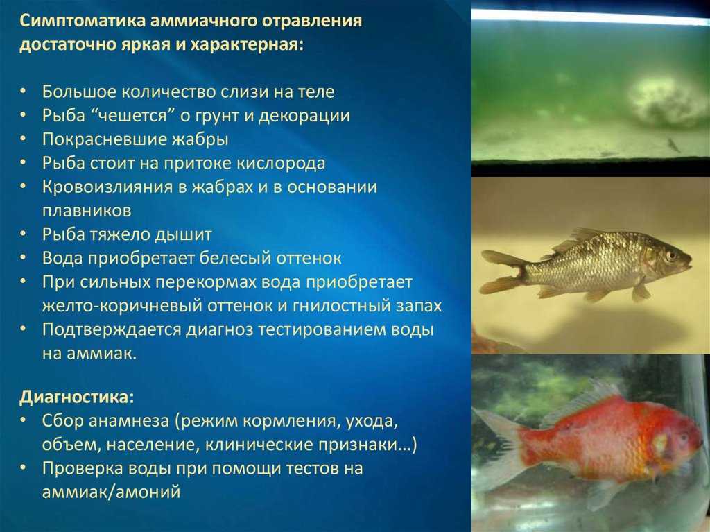 Пищевое отравление: как оказать себе первую помощь