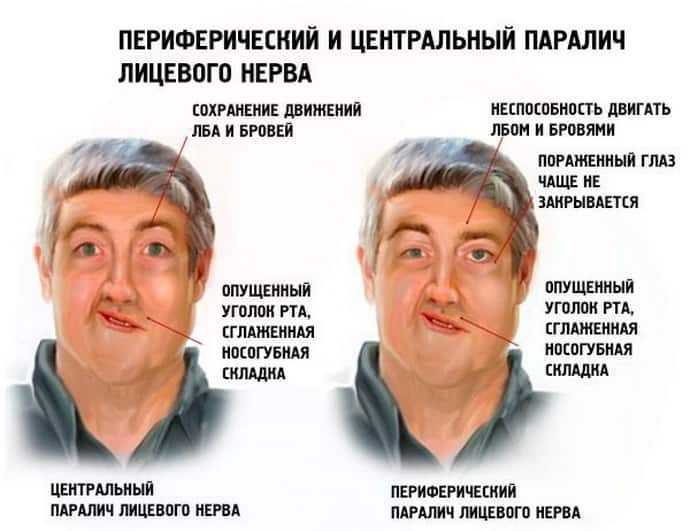 Орган слуха человека - строение, функции, особенности