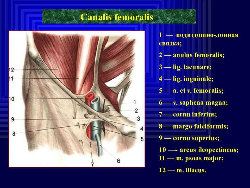 Сшивание нерва латынь. Бедренный канал сосудистая лакуна. Стенки бедренного кольца anulus femoralis. Бедренный канал мышечная лакуна.