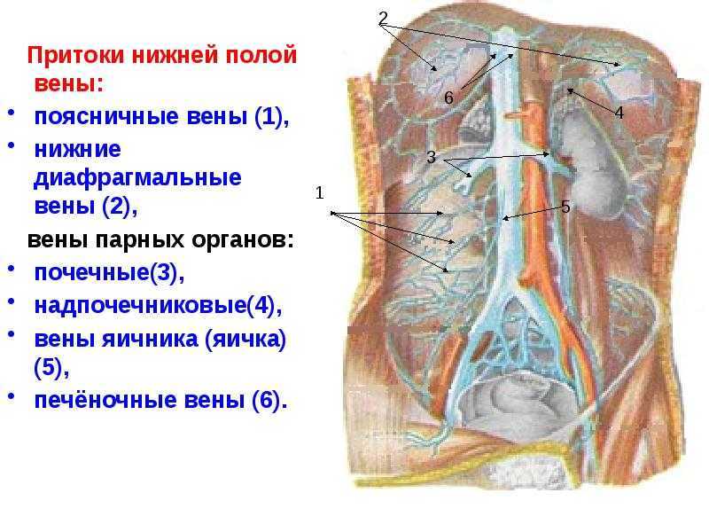 Место ангиопластики при лечении окклюзированных (длиной более 10 см) бедренных артерий.
