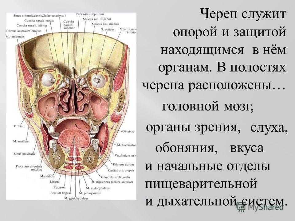 В полости черепа расположен. Фронтальный разрез черепа. Строение черепа внутри.